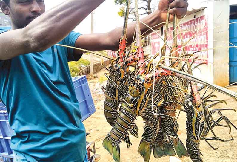 மன்னார் வளைகுடா கடல் பகுதியில் சிங்கி இறால் மீன் சீசன் தொடங்கியது