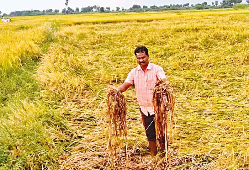 மானாமதுரை அருகே, தொடர் மழையால் 400 ஏக்கர் நெற்பயிர் சேதம் - விவசாயிகள் கவலை