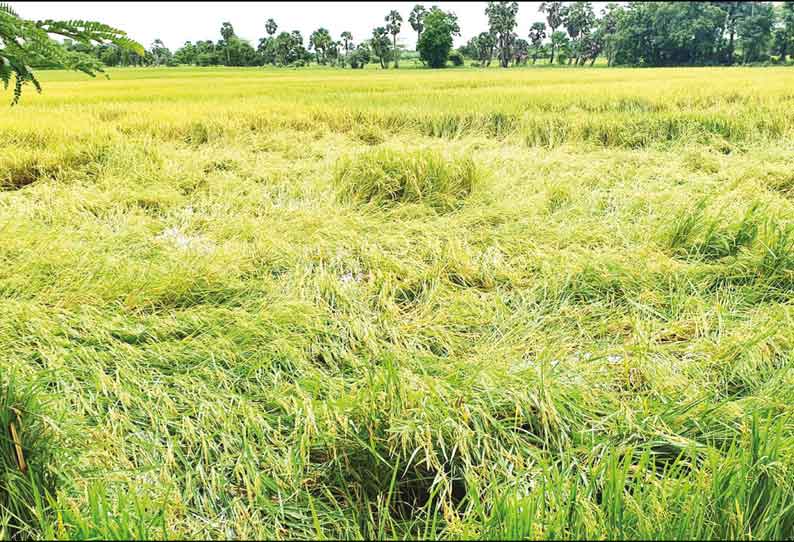 திருவாரூர் மாவட்டத்தில் தொடர் மழை; நெற்பயிர்கள் சாய்ந்தன சாலைகளில் தேங்கிய மழைநீரால் மக்கள் அவதி