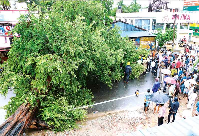 கடலூரில் தொடர் மழை: புளியமரம் வேரோடு சாய்ந்து விழுந்ததில் தனியார் நிறுவன உரிமையாளர் பலி 2 பேர் படுகாயம்