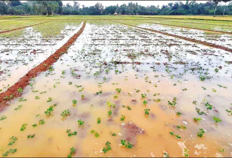 தஞ்சை மாவட்டத்தில் அதிகபட்சமாக பேராவூரணியில் 52 மி.மீ. மழை நெல், நிலக்கடலை பாதிப்பு தொடர்ந்து அதிகரிப்பு