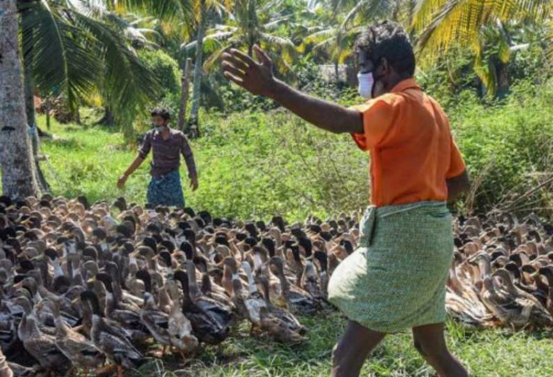 மத்திய பிரதேசத்தில் 13 மாவட்டங்களில் பறவை காய்ச்சல் உறுதி