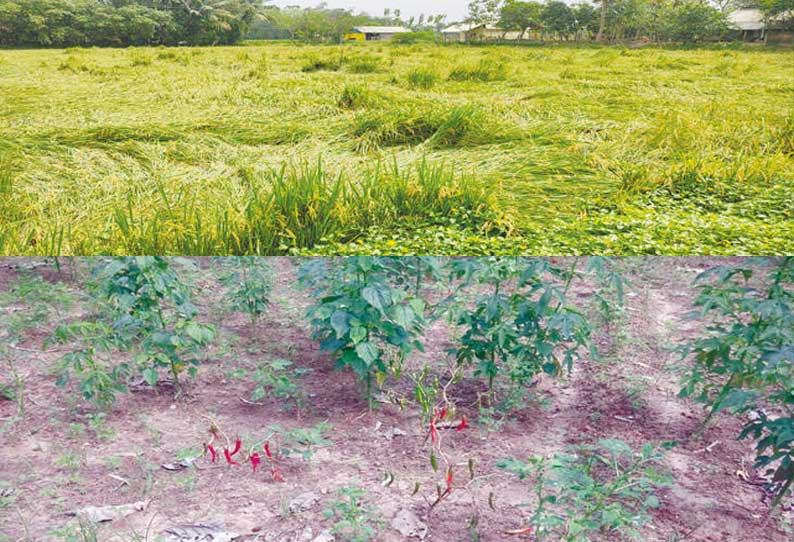 ஆயுதக்களம் கிராமத்தில் நெற்கதிர்கள் சாய்ந்து கிடப்பதையும், மிளகாய்ச்செடிகள் பாதிக்கப்பட்டுள்ளதையும் படத்தில் ஆயுதக்களம் கிராமத்தில் நெற்கதிர்கள் சாய்ந்து கிடப்பதையும், மிளகாய்ச்செடிகள் பாதிக்கப்பட்டுள்ளதையும் படத்தில்