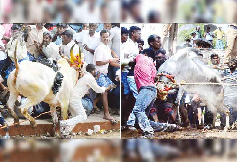 பாக்கம்பாளையம், சேர்பாடி கிராமங்களில் காளை விடும் திருவிழா  - மாடுகள் முட்டி 39 பேர் காயம்