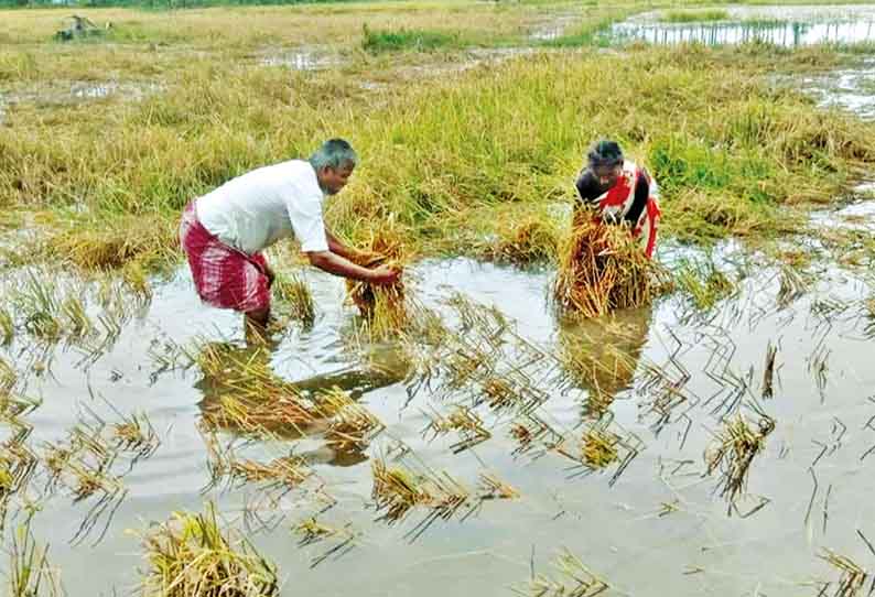 வத்திராயிருப்பு பகுதியில் மழைநீரில் மூழ்கிய நெற்பயிர்கள் - நிவாரணம் வழங்க விவசாயிகள் கோரிக்கை