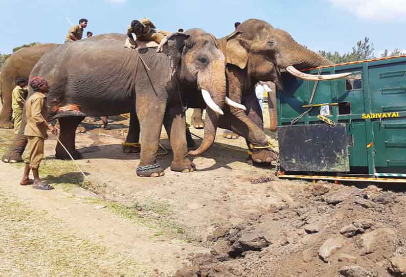 மசினகுடி பகுதியில், காயத்துடன் சுற்றித்திரிந்த காட்டு யானை சாவு - சிகிச்சைக்காக மயக்க ஊசி செலுத்தி பிடித்து சென்றபோது உயிரிழந்த பரிதாபம்