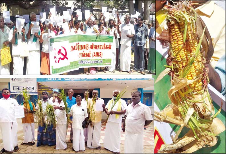 தொடர் மழையால் சேதம்: முளைவிட்ட மக்காச்சோள கதிர்களுடன் விவசாயிகள் போராட்டம்