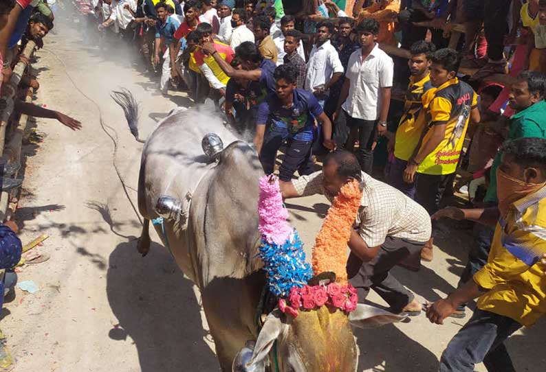 வாணியம்பாடி அருகே எருது விடும் திருவிழா மாடுகள் முட்டி 10 பேர் காயம்