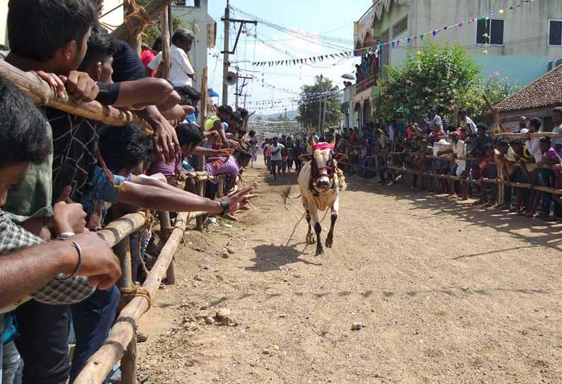 ஊசூரில் காளை விடும் விழா 7 பேர் காயம்