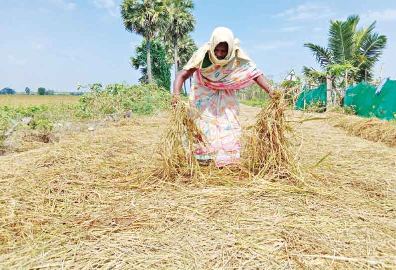 நாகை மாவட்டத்தில் கனமழையால் பாதிக்கப்பட்ட வயல்களில் அறுவடை தொடங்கியது