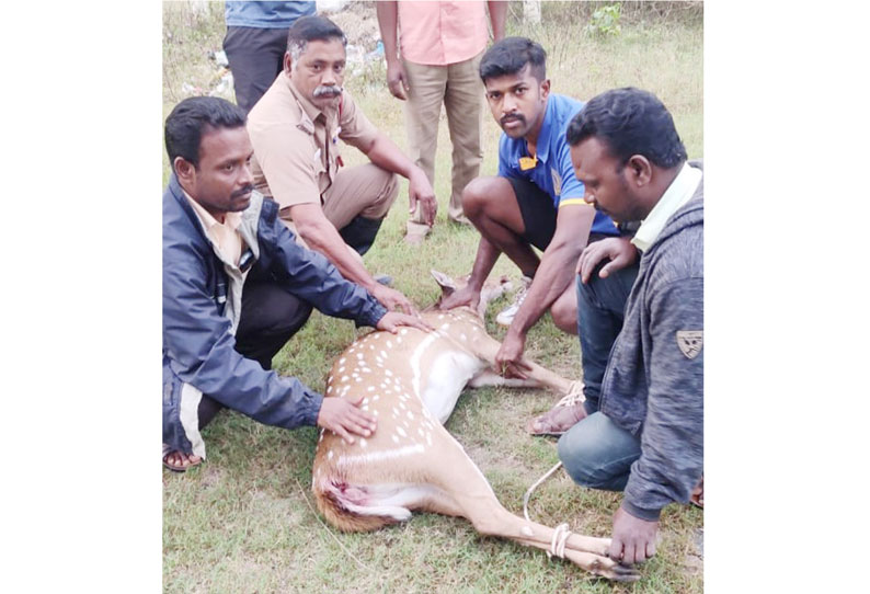 பெரம்பலூாில் நாய்கள் கடித்து குதறியதில் மான் சாவு