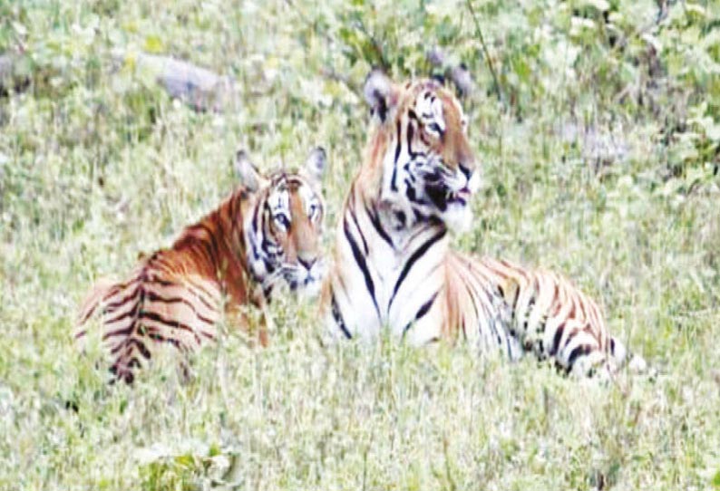 முதுமலை தெப்பக்காடு பகுதியில் படுத்துக்கிடந்த புலிகளை படத்தில் காணலாம்.