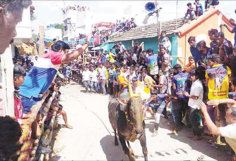 வாணியம்பாடி அருகே, எருது விடும் திருவிழா - மாடுகள் முட்டி 10 பேர் காயம்