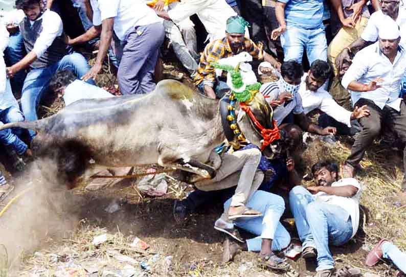 மேல்மாயில் கிராமத்தில் மாடுவிடும் விழாவில் சீறிப்பாய்ந்த காளைகள் - மாடுகளின் கால்களுக்குள் சிக்கி புரண்ட இளைஞர்கள்