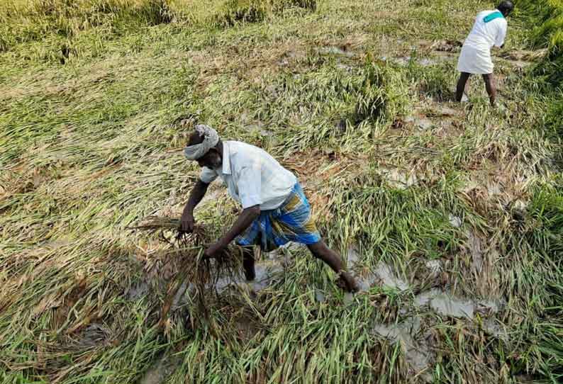 மழை ஓய்ந்தும் வெள்ளம் வடியாததால் நிலத்திலேயே முளைத்துள்ள நெற்பயிர்கள்