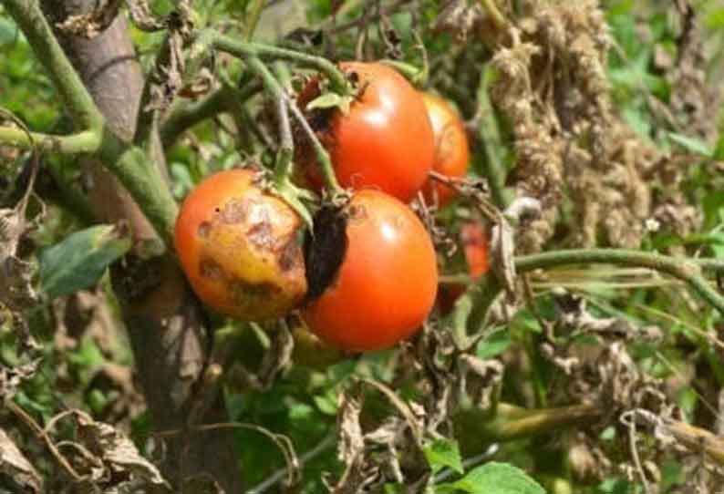 மாறிவரும் பருவநிலையால் செடிகளில் அழுகும் தக்காளிகள் இழப்பீடு வழங்க விவசாயிகள் கோரிக்கை