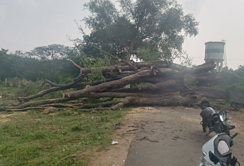 சாலையின் குறுக்கே முறிந்து விழுந்த பழைமை வாய்ந்த புளியமரம் விழுந்தது