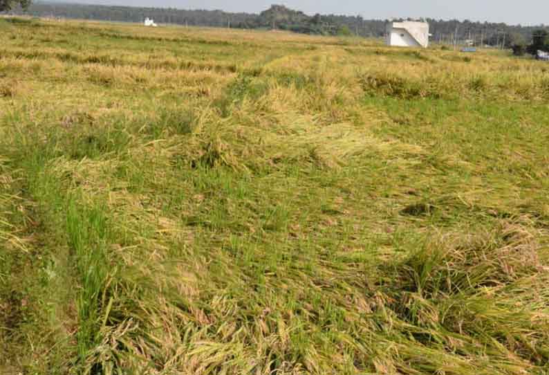 கடையநல்லூர் அருகே மழையால் 100 ஏக்கர் நெற்பயிர்கள் சேதம்