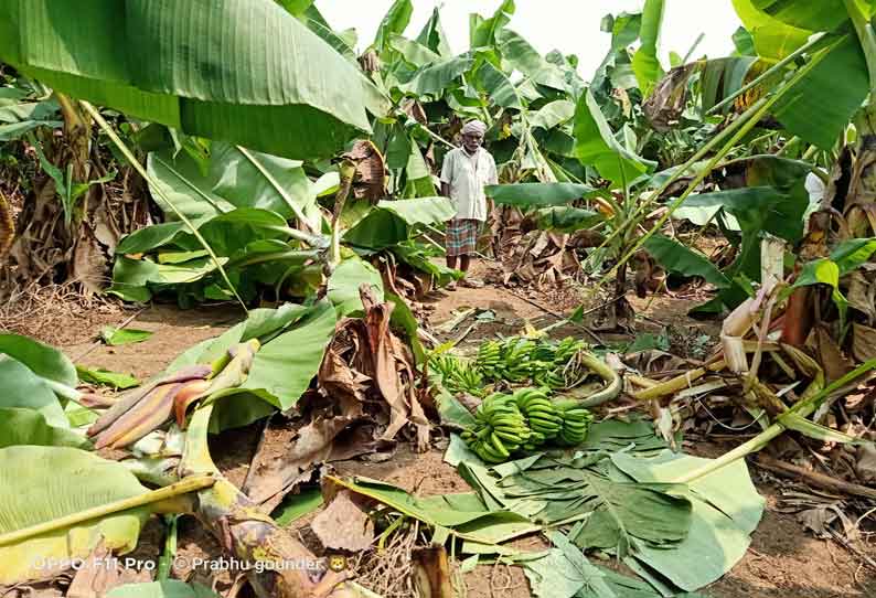 பவானிசாகர் அருகே தோட்டத்துக்குள் புகுந்து யானைகள் அட்டகாசம்; 200 வாழைகள் நாசம்