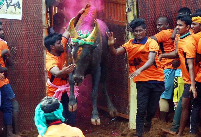 கூலமேட்டில் ஜல்லிக்கட்டில் மாடுகள் முட்டியதில் 65 பேர் காயம்