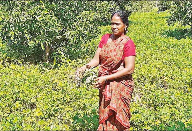 தொடர் கன மழையால் வேதாரண்யம் பகுதியில் நிலக்கடலை சாகுபடி பாதிப்பு