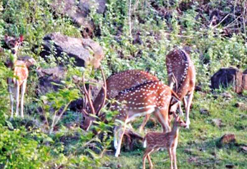 மேற்கு தொடர்ச்சி மலைப்பகுதியி்ல் வனவிலங்குகள் கணக்கெடுக்கும் பணி தொடங்கியது