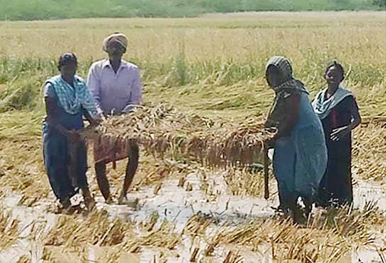 சாத்தமங்களம் கிராமத்தில் அறுவடை செய்த நெற்கதிர்களை கட்டிலில் உலர்த்தும் விவசாயிகளை படத்தில் காணலாம்.