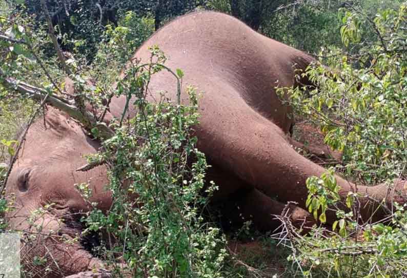 இறந்து கிடந்த பெண் யானை.