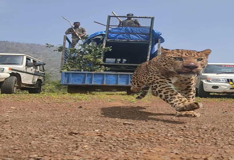 - கூண்டில் இருந்து விடுவிக்கப்பட்ட சிறுத்தை வனப்பகுதியை நோக்கி சீறிப்பாய்ந்து செல்லும் காட்சி.