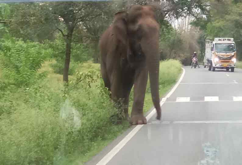 ஆசனூர் அருகே வாகனத்தை வழிமறித்த ஒற்றை யானை