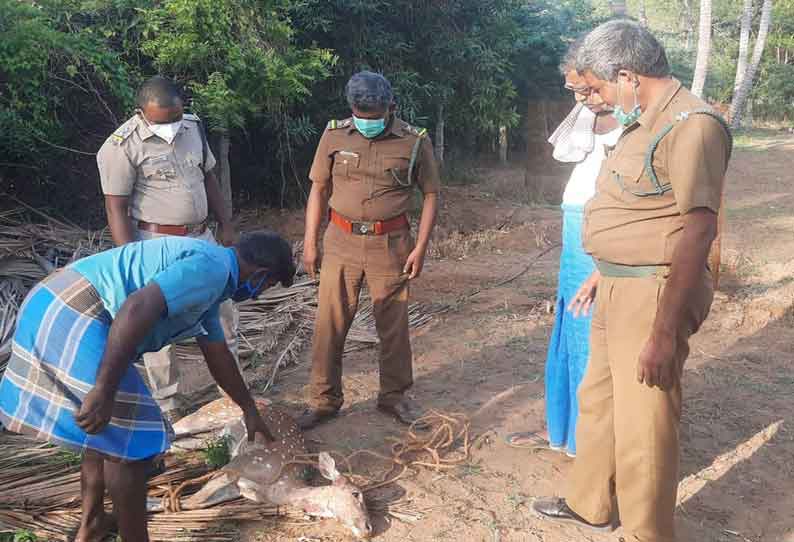 தோட்டத்தில் புகுந்த புள்ளிமான் மீட்பு