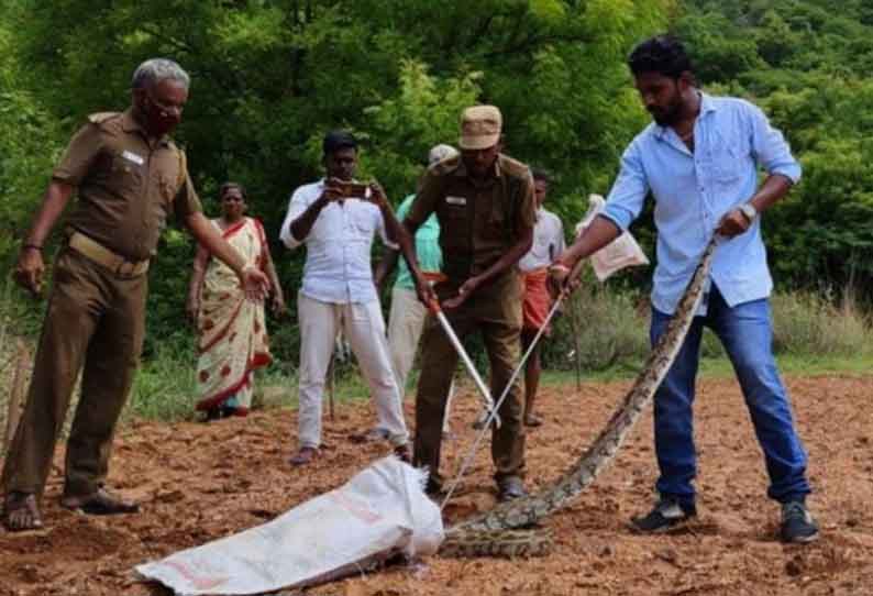 ஆம்பூர் அருகே  10 அடி நீள மலைப்பாம்பு பிடிபட்டது