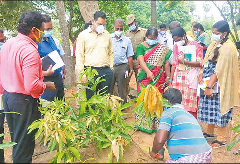 செங்கல்பட்டு அரசு தோட்டக்கலை பண்ணையில் கலெக்டர் ஆய்வு விளைவிக்கப்பட்ட மாம்பழ வகைகளை பார்வையிட்டார்