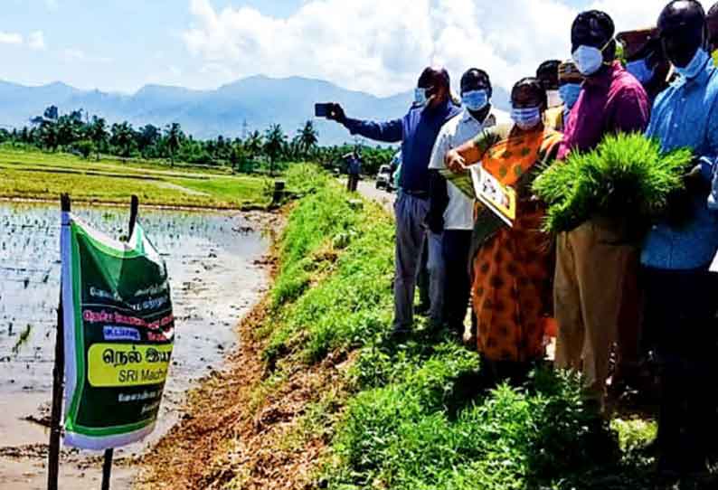 நவீன எந்திரங்கள் மூலம் நெல் நடவு பணி