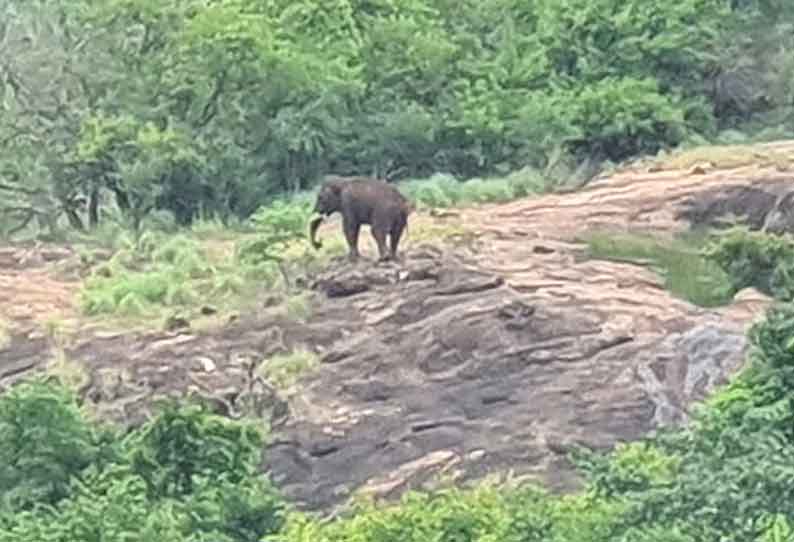 பழனி அருகே  உலாவரும் ஒற்றை யானை