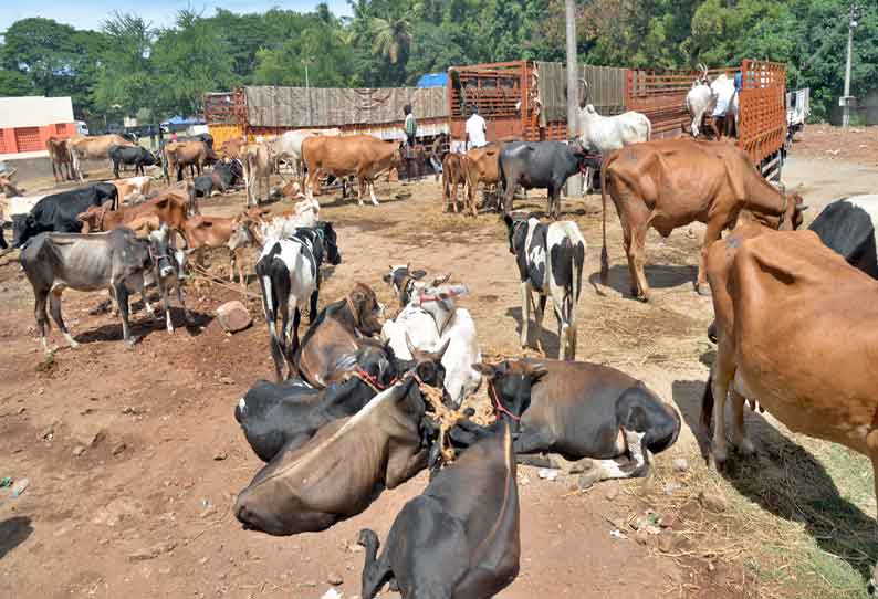 பொள்ளாச்சியில் மீண்டும் மாட்டு சந்தை தொடக்கம்