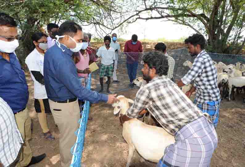 மானாமதுரை பகுதியில் ஆடுகள் இறப்புக்கு நிமோனியா நோய் தான் காரணம்-கலெக்டர் தகவல்