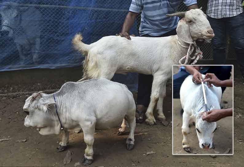 உலகிலேயே மிகவும்  குள்ளமான பசு ; ஊரடங்கை பொருட்படுத்தாமல் காண கூடும் மக்கள்