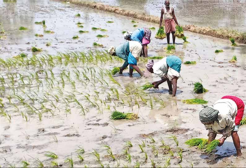 காவிரி நடுவர் மன்ற தீர்ப்பின்படி தண்ணீர் திறந்து விடப்படுமா? விவசாயிகள் எதிர்பார்ப்பு