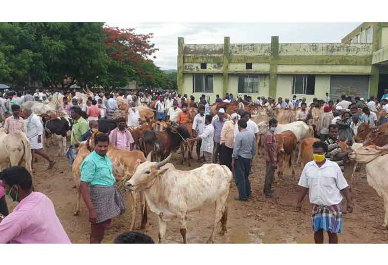 வாணியம்பாடியில் அனுமதியின்றி நடந்த மாட்டுச்சந்தை. அதிகாரிகள் அப்புறப்படுத்தியதால் பரபரப்பு