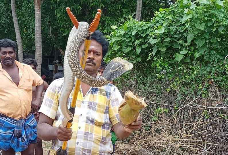 சீர்காழி அருகே தேங்காய் மண்டியில் பாம்பு பிடிபட்டது