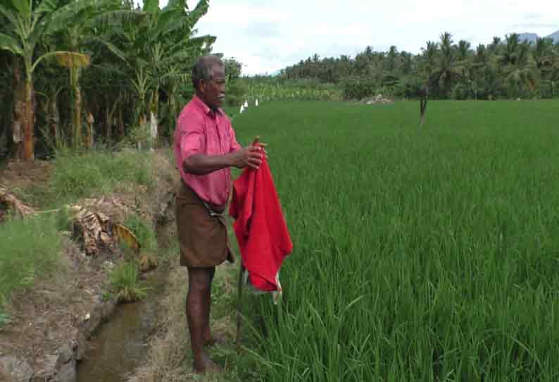 கோபி அருகே விளை நிலங்களுக்குள் புகுந்து  பயிர்களை நாசப்படுத்தும் காட்டுப்பன்றிகள்; நடவடிக்கை எடுக்க விவசாயிகள் கோரிக்கை