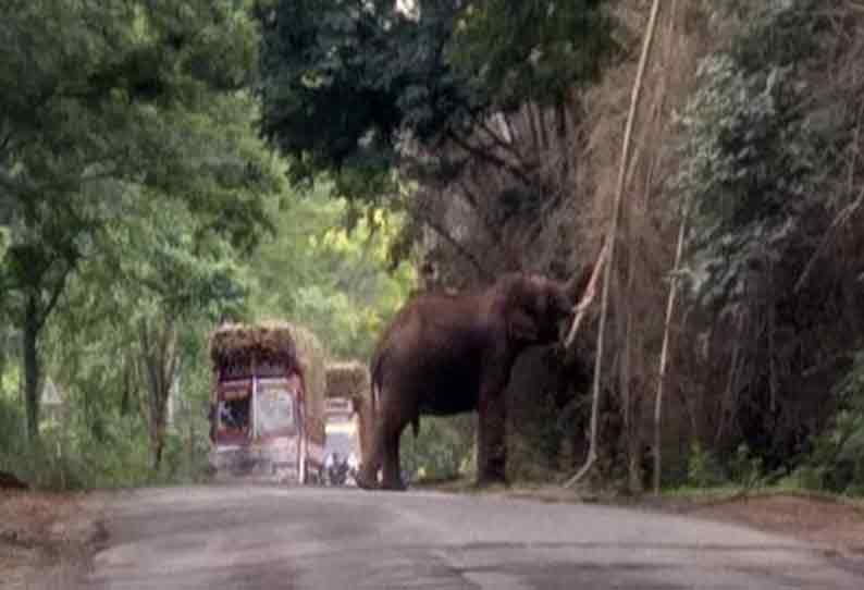 ஆசனூர் அருகே நடுரோட்டில் நின்றபடி வாகனங்களை வழிமறித்த யானை