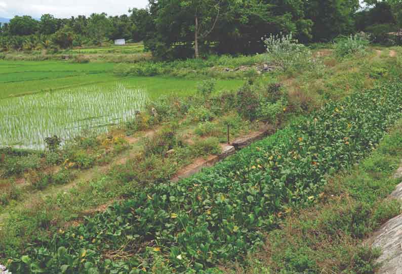 ஆகாயத்தாமரைகளால் ஆக்கிரமிக்கப்பட்ட ராஜவாய்க்கால் குப்பை