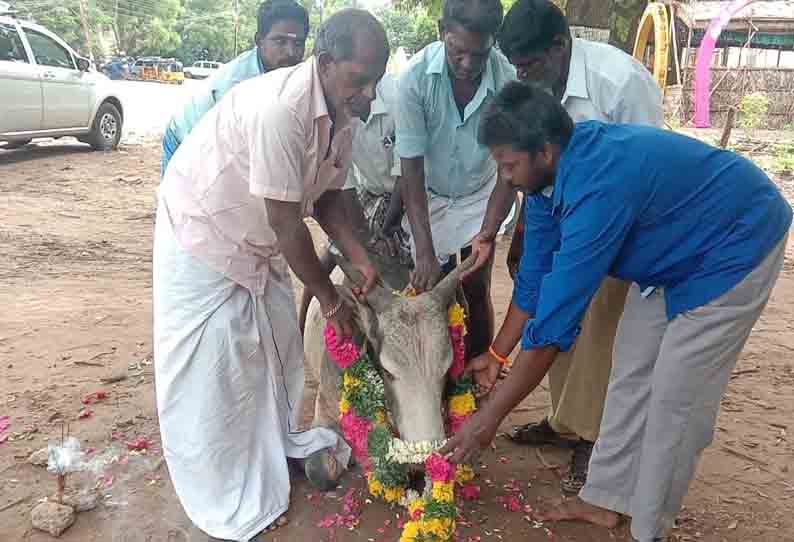 கோவில் காளை இறப்பு