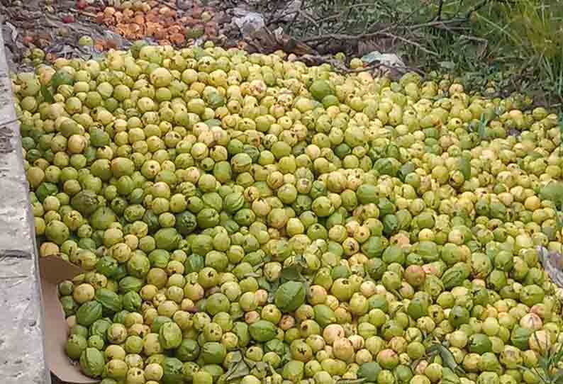 பழனி அருகே கொய்யாப்பழங்களை குப்பையில் கொட்டி சென்ற விவசாயிகள்