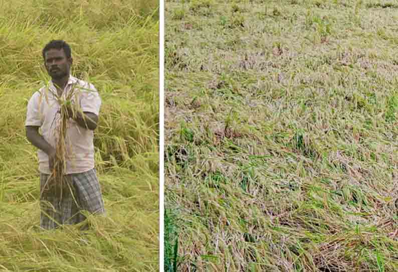 மழையால் தலைசாய்ந்த நெற்பயிர்கள்