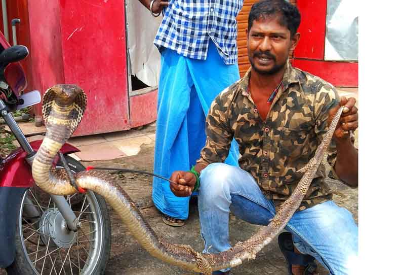 மீன் கடைக்குள் புகுந்த கருநாகப்பாம்பு