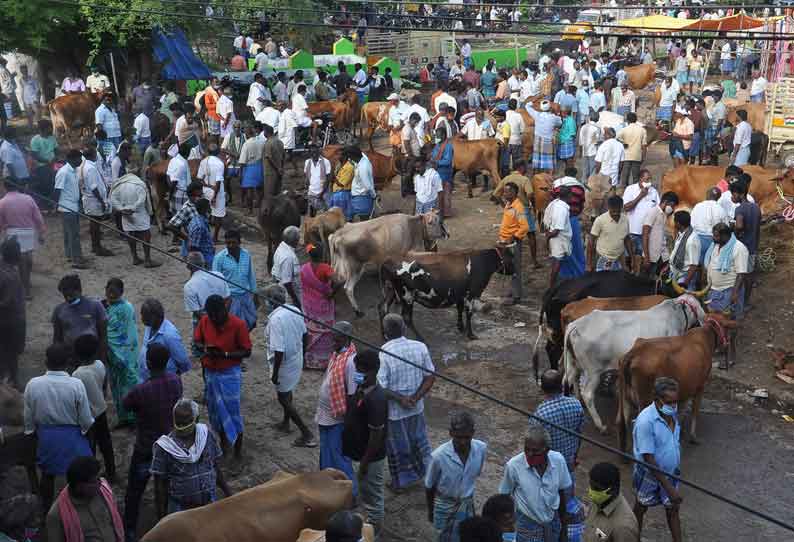 பொய்கை சந்தையில் குவிந்த மாடுகள். ரூ.1½ கோடிக்கு விற்பனை