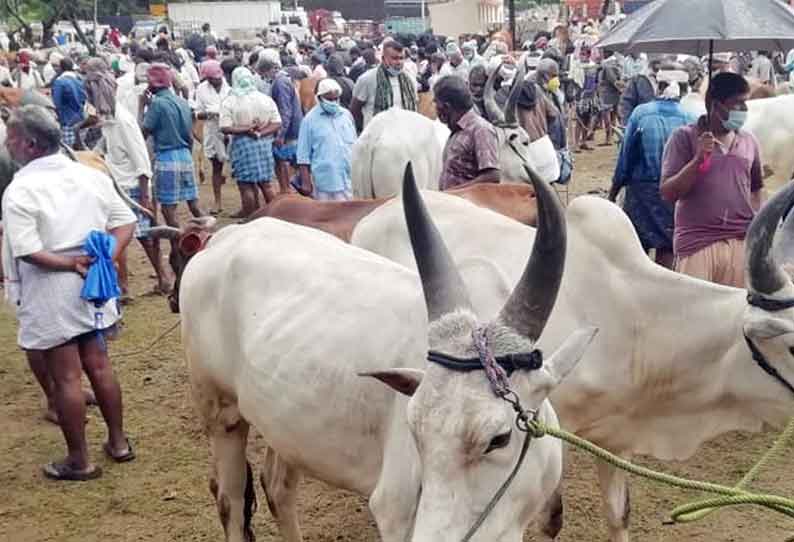 சந்தைக்கு மாடுகள் வரத்து அதிகரிப்பு